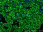 KL Antibody in Immunohistochemistry (PFA fixed) (IHC (PFA))