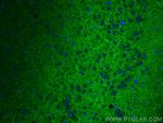 SYNPO Antibody in Immunohistochemistry (PFA fixed) (IHC (PFA))