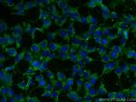 MTHFD1 Antibody in Immunocytochemistry (ICC/IF)