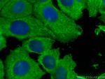 YWHAZ Antibody in Immunocytochemistry (ICC/IF)