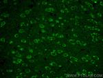 NMDAR1/GRIN1 Antibody in Immunohistochemistry (PFA fixed) (IHC (PFA))