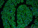 EIF3L Antibody in Immunohistochemistry (PFA fixed) (IHC (PFA))