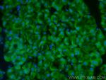 EIF3L Antibody in Immunohistochemistry (PFA fixed) (IHC (PFA))
