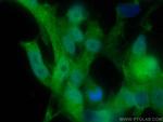 RUVBL1 Antibody in Immunocytochemistry (ICC/IF)