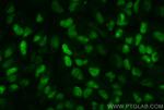 IFI16 Antibody in Immunocytochemistry (ICC/IF)