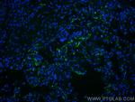 THBD Antibody in Immunohistochemistry (PFA fixed) (IHC (PFA))