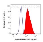 OXCT1 Antibody in Flow Cytometry (Flow)