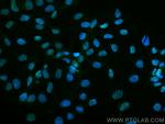 DAXX Antibody in Immunocytochemistry (ICC/IF)