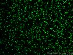 MFSD2 Antibody in Immunohistochemistry (PFA fixed) (IHC (PFA))