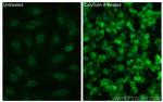 Phospho-MEK1 (Thr386) Antibody in Immunocytochemistry (ICC/IF)