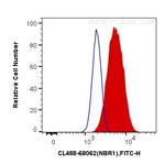 NBR1 Antibody in Flow Cytometry (Flow)