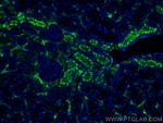 DPEP1 Antibody in Immunohistochemistry (PFA fixed) (IHC (PFA))