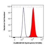 Dystrophin Antibody in Flow Cytometry (Flow)