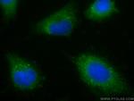 LANCL1 Antibody in Immunocytochemistry (ICC/IF)