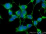 ARL8A/ARL8B Antibody in Immunocytochemistry (ICC/IF)