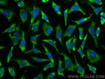 PSMA4 Antibody in Immunocytochemistry (ICC/IF)