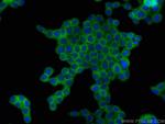 CD59 Antibody in Immunocytochemistry (ICC/IF)