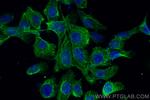 MAP4 Antibody in Immunocytochemistry (ICC/IF)