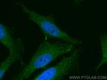 MICAL1 Antibody in Immunocytochemistry (ICC/IF)
