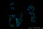 RAB33A Antibody in Immunocytochemistry (ICC/IF)