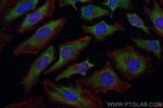GIMAP7 Antibody in Immunocytochemistry (ICC/IF)