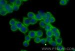 Spermidine synthase Antibody in Immunocytochemistry (ICC/IF)