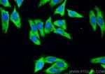 PSAT1 Antibody in Immunocytochemistry (ICC/IF)