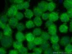 JNK Antibody in Immunocytochemistry (ICC/IF)