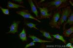 GAPDH Antibody in Immunocytochemistry (ICC/IF)