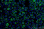 CD71 Antibody in Immunocytochemistry (ICC/IF)