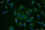 SLC7A11/xCT Antibody in Immunocytochemistry (ICC/IF)