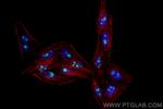 BOP1 Antibody in Immunocytochemistry (ICC/IF)