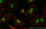 HNRNPC Antibody in Immunocytochemistry (ICC/IF)