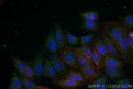 CISD2 Antibody in Immunocytochemistry (ICC/IF)