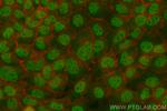 FBXO44 Antibody in Immunocytochemistry (ICC/IF)