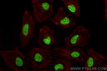 Emerin Antibody in Immunocytochemistry (ICC/IF)