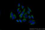 RRBP1 Antibody in Immunocytochemistry (ICC/IF)
