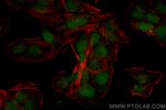 KPNA4 Antibody in Immunocytochemistry (ICC/IF)