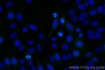 AURKA Antibody in Immunocytochemistry (ICC/IF)