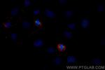 AURKA Antibody in Immunocytochemistry (ICC/IF)