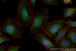 MYOF Antibody in Immunocytochemistry (ICC/IF)