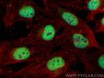 CUX2 Antibody in Immunocytochemistry (ICC/IF)