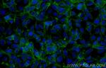 CLDN16 Antibody in Immunocytochemistry (ICC/IF)