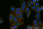 FDX1 Antibody in Immunocytochemistry (ICC/IF)