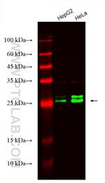 RAB32 Antibody in Western Blot (WB)