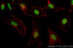 HMGB1 Antibody in Immunocytochemistry (ICC/IF)
