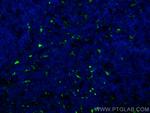 CD68 Antibody in Immunohistochemistry (Paraffin) (IHC (P))
