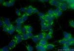 GDNF Antibody in Immunocytochemistry (ICC/IF)