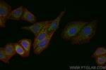MTCO2 Antibody in Immunocytochemistry (ICC/IF)