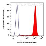 HOXB6 Antibody in Flow Cytometry (Flow)